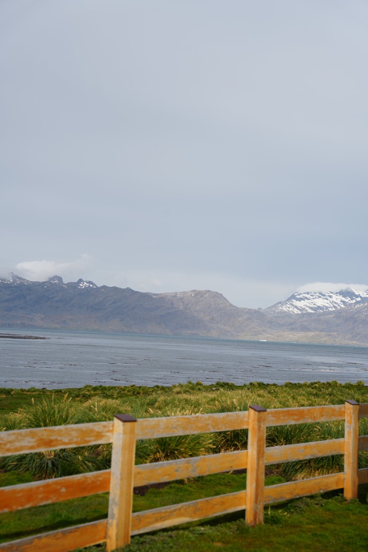 Weathered wooden fence on a green shore, snow-capped mountains across a grey bay in South Georgia