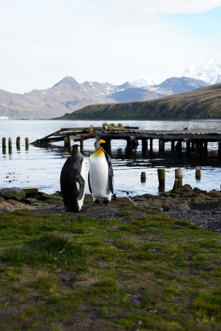 King penguins standing on a rocky shore beside a derelict wooden pier, mountains behind, South Georgia