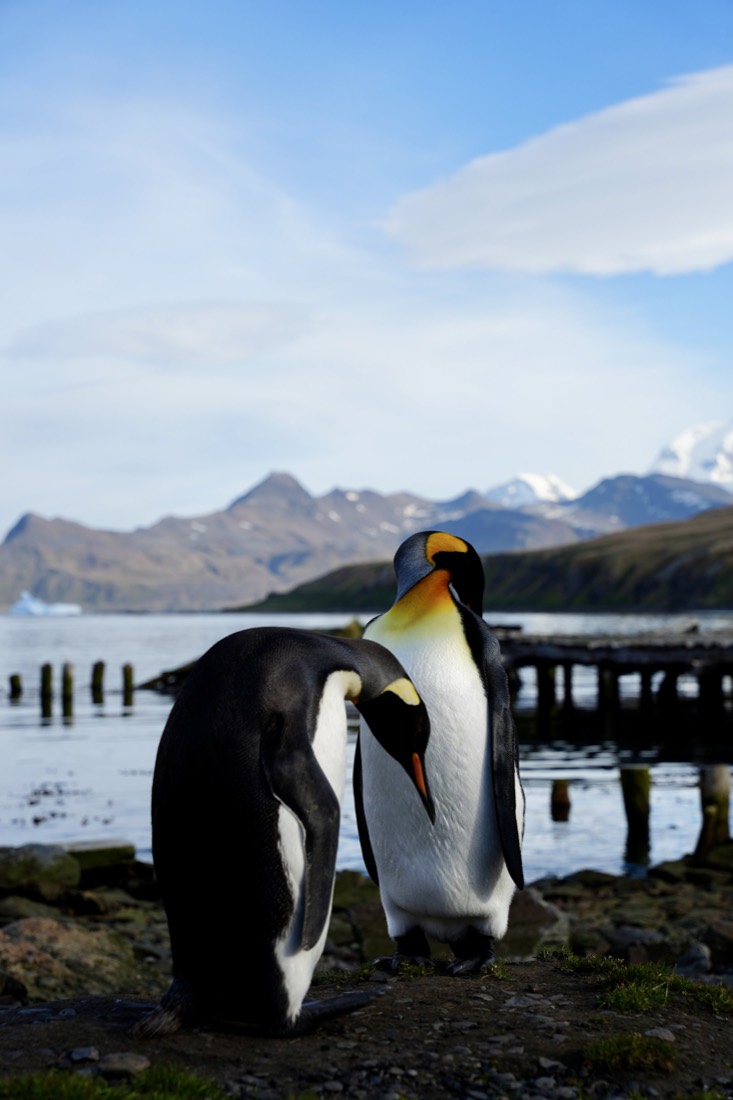 Two king penguins preening beside an old pier, mountains and blue sky behind, South Georgia