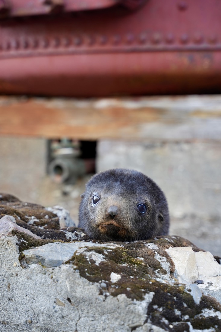Young seal resting among rocks and snow