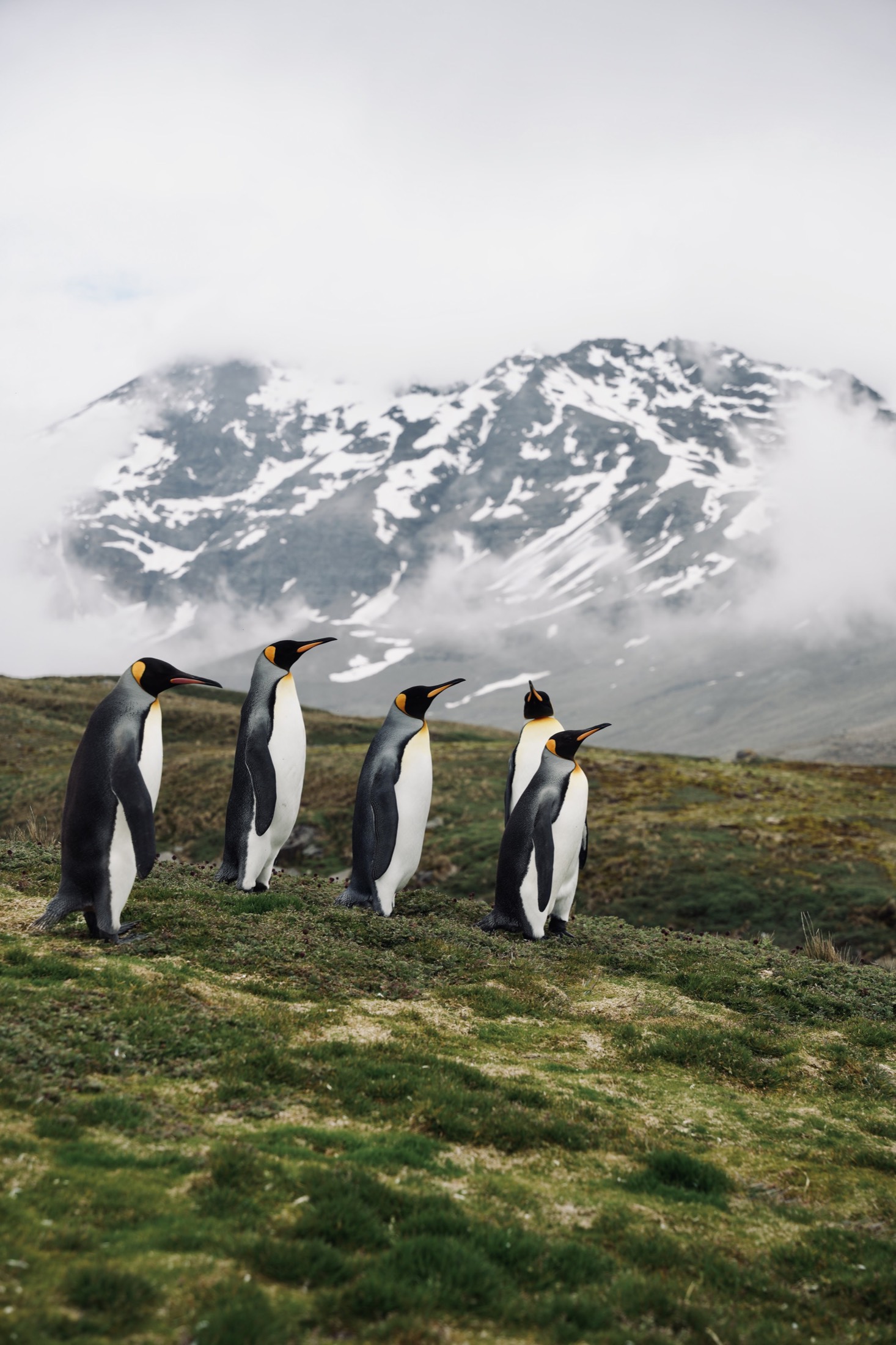 Five king penguins walking across green tundra below a cloud-wrapped snowy mountain, South Georgia
