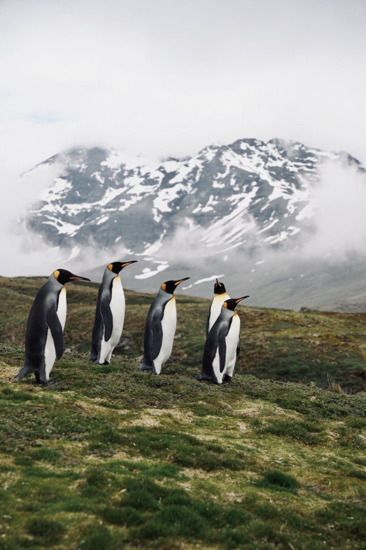 Five king penguins walking across green tundra below a cloud-wrapped snowy mountain, South Georgia