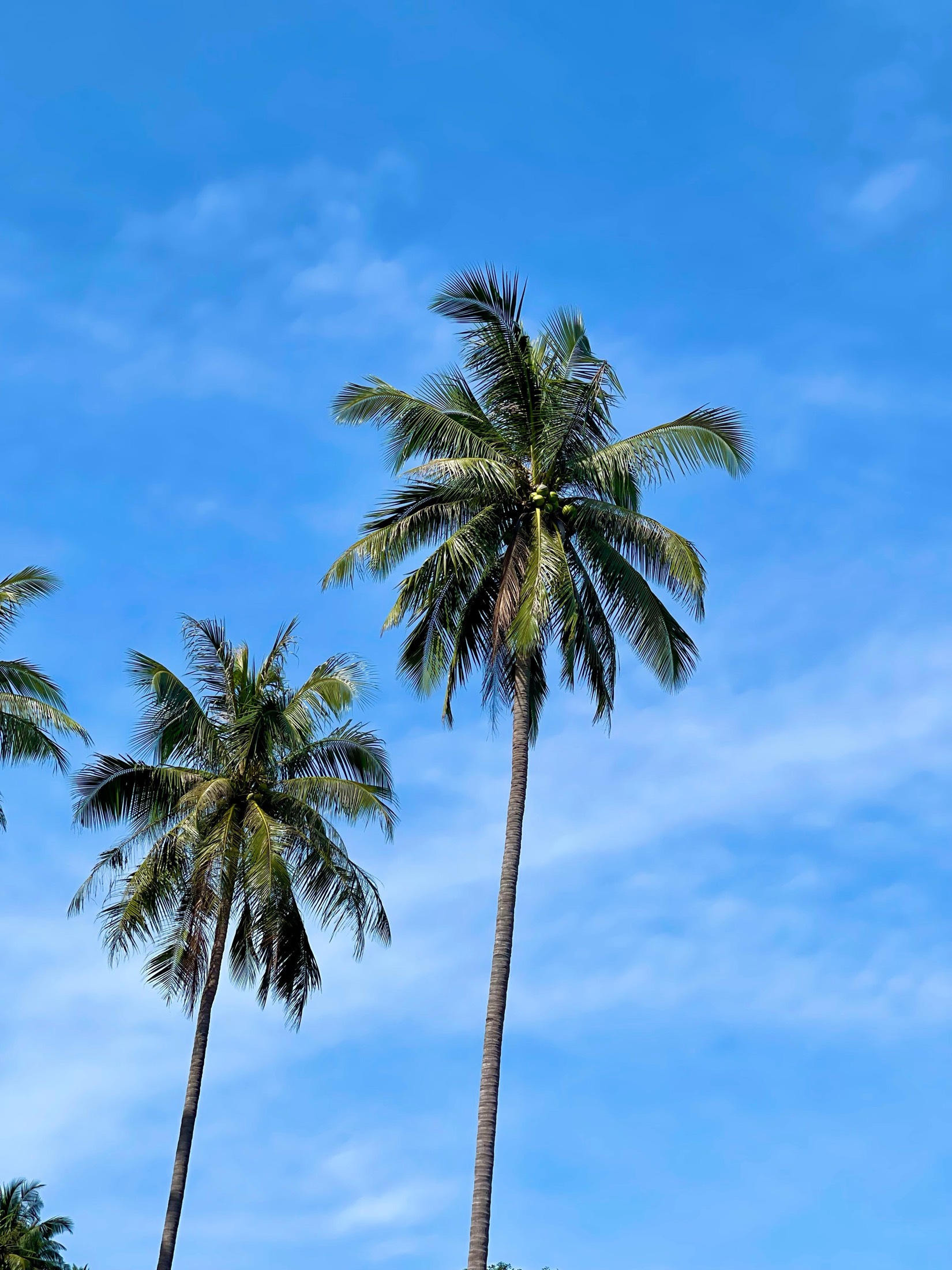 Two coconut palms lean into a bright blue sky on an island in the Gulf of Thailand