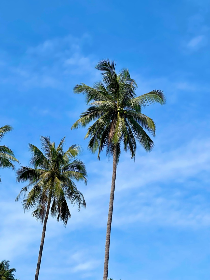 Two coconut palms lean into a bright blue sky on an island in the Gulf of Thailand