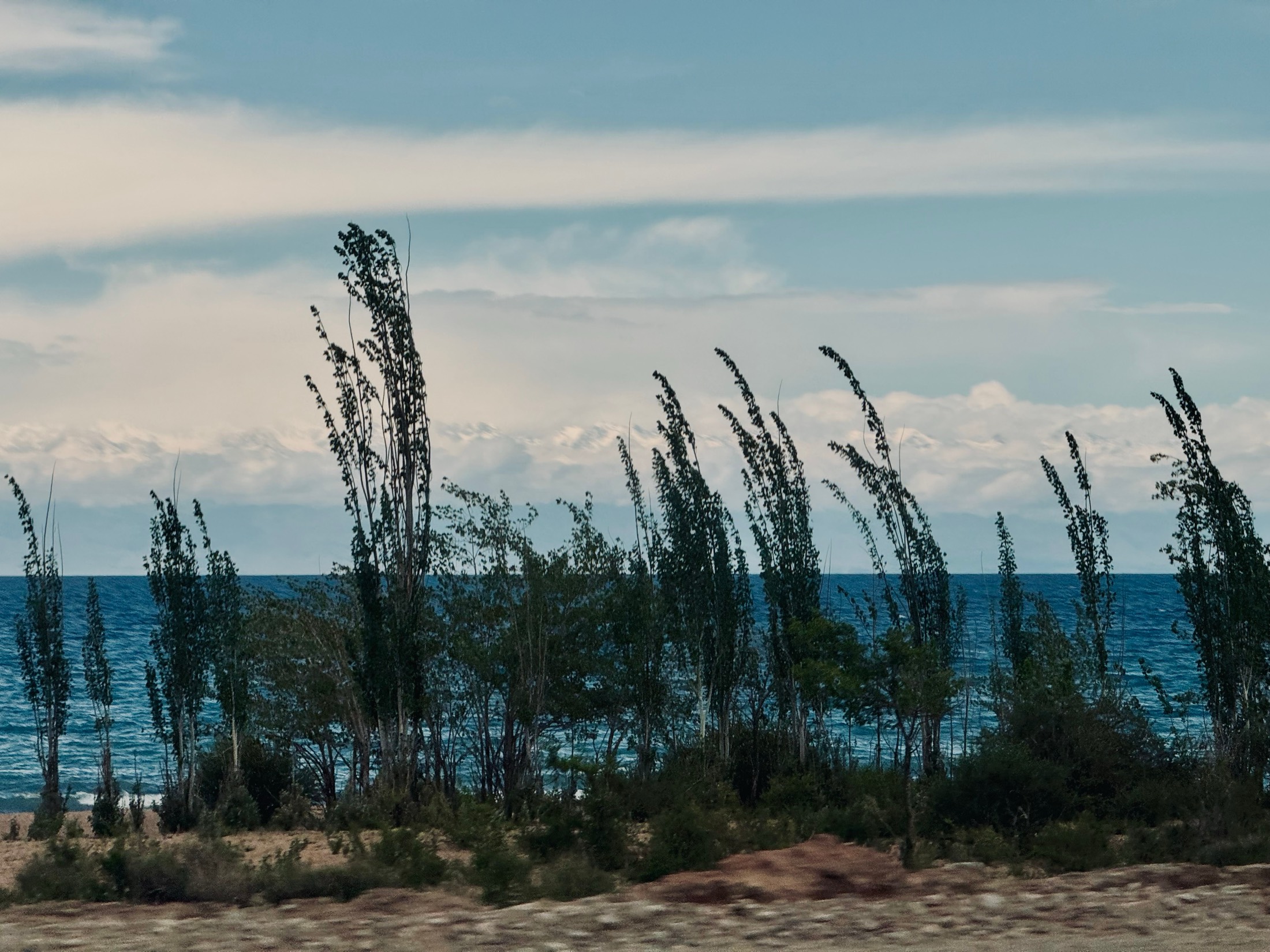 Wind-bent poplars along the shore of a lake, snow peaks faint in the distance, Kyrgyzstan