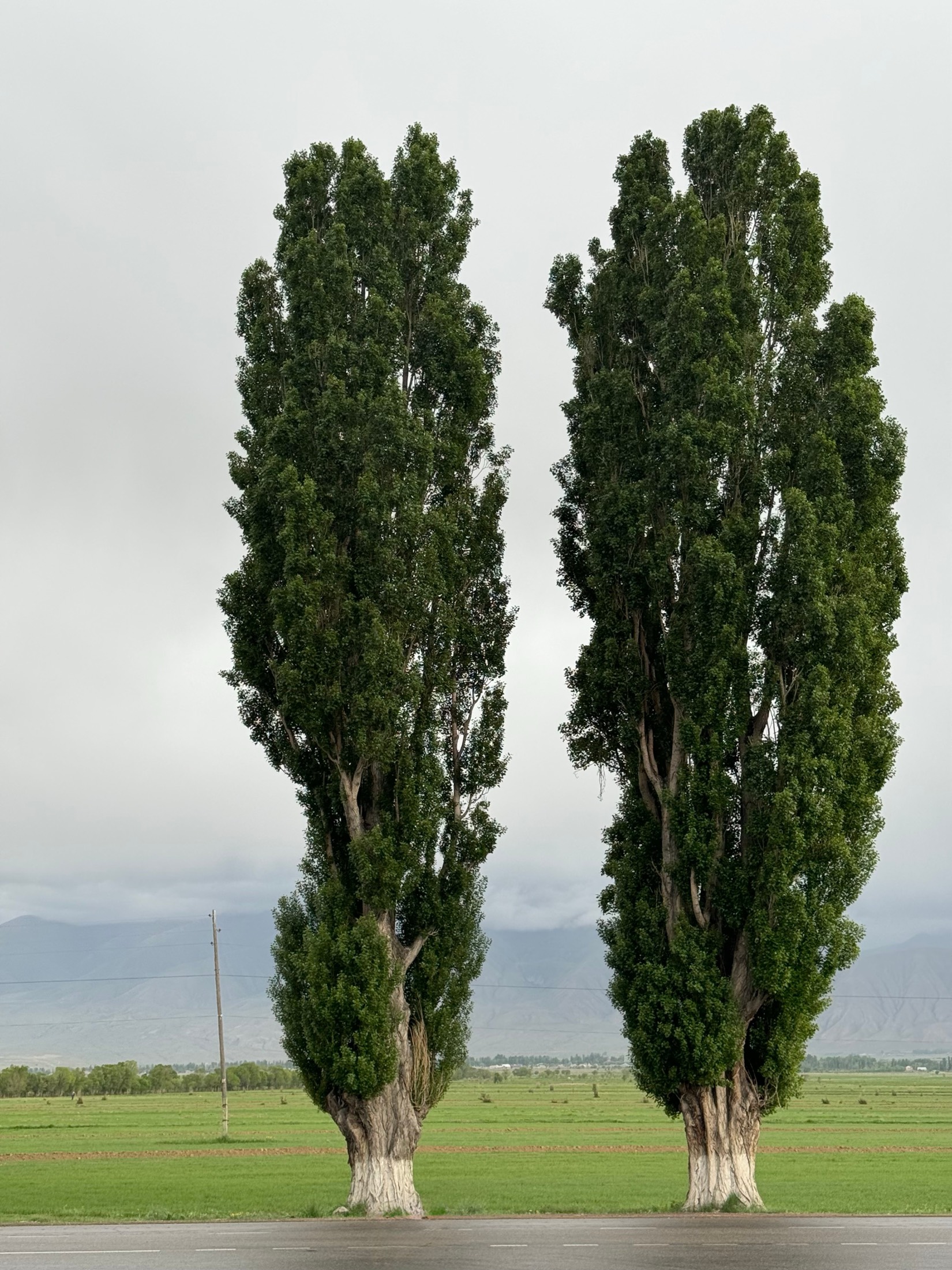 Two tall poplars side by side on a green plain under a white sky, Kyrgyzstan