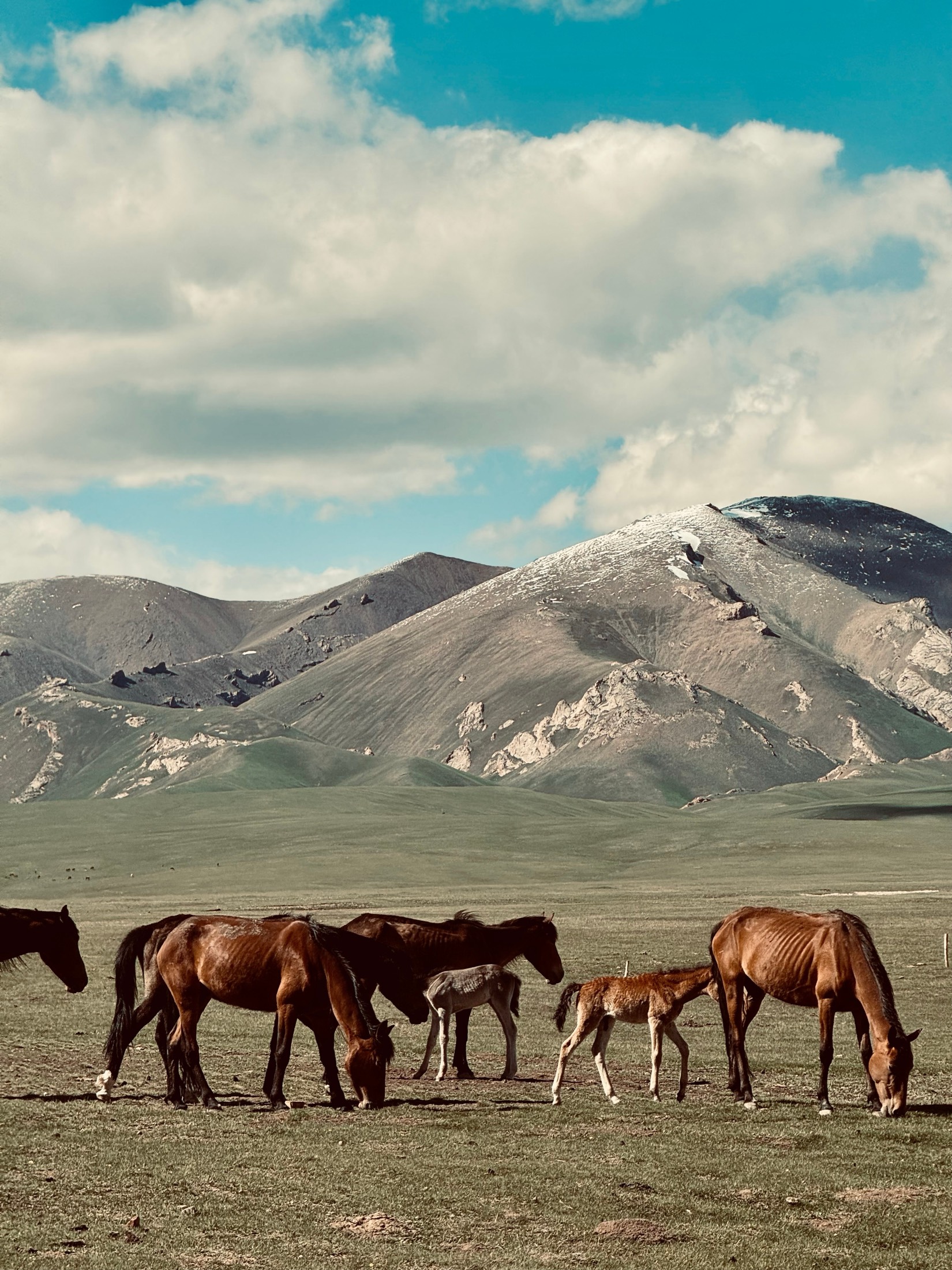 Horses and foals graze on high pasture beneath bare mountains and summer cloud, Kyrgyzstan