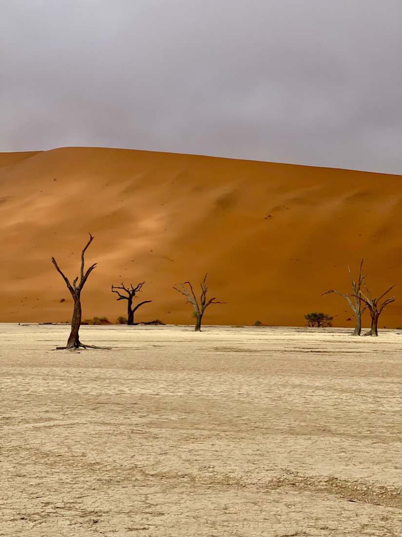 Dead camel-thorn trees on a cracked white clay pan below a towering red dune