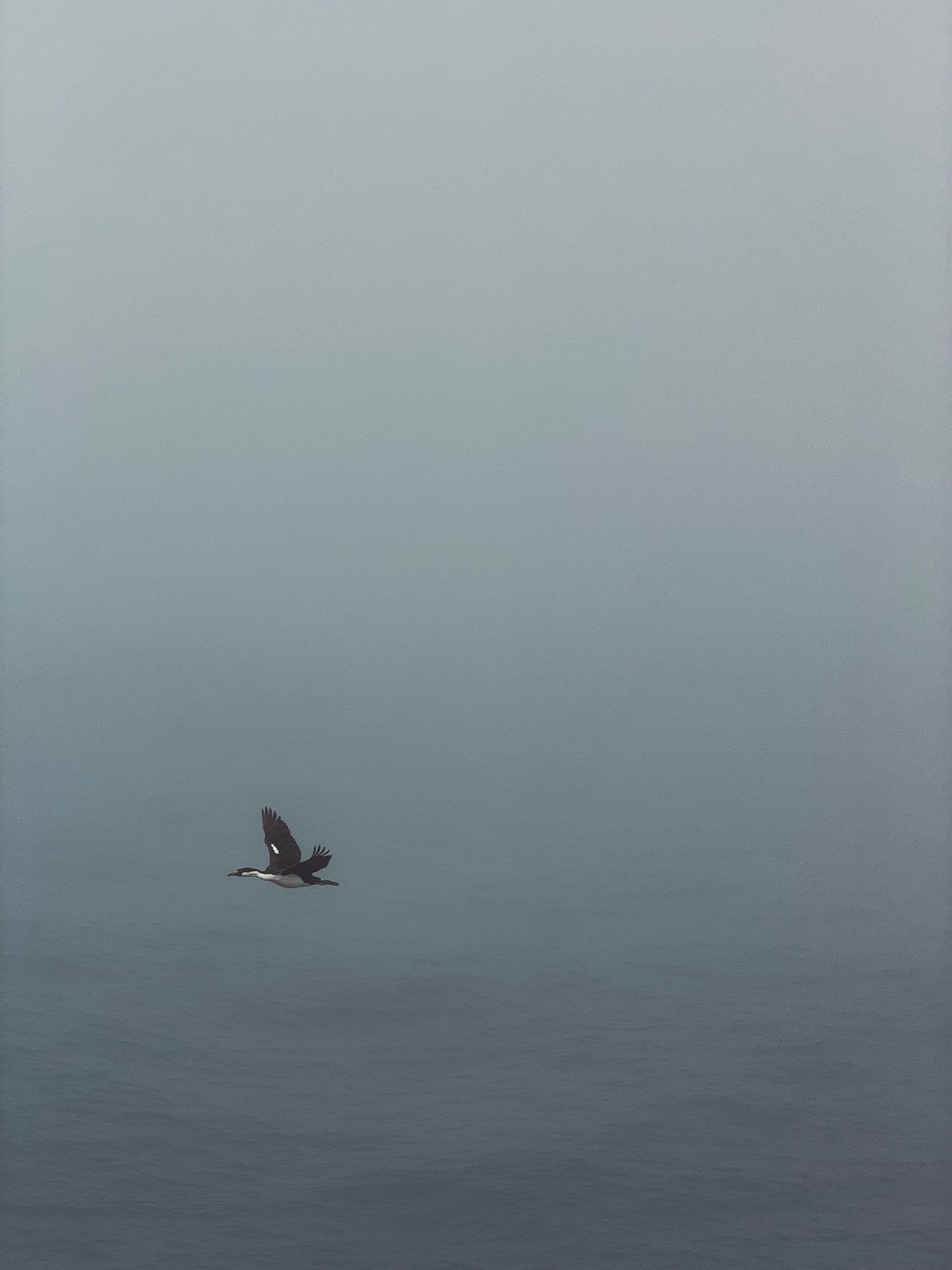 A lone seabird gliding low over grey South Atlantic water into fog