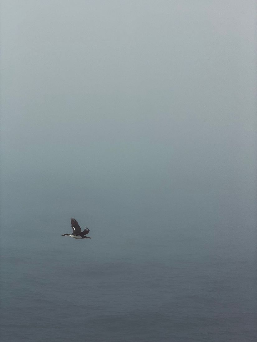 A lone seabird gliding low over grey South Atlantic water into fog
