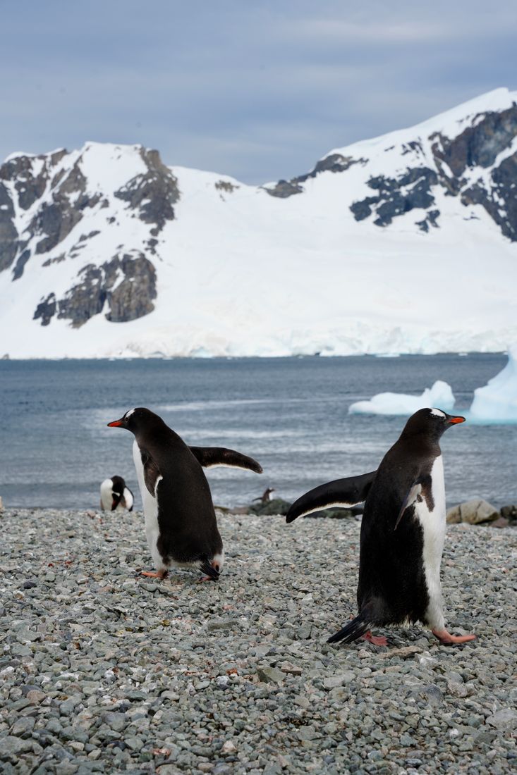 Two gentoo penguins on a pebble beach below snow-covered Antarctic mountains