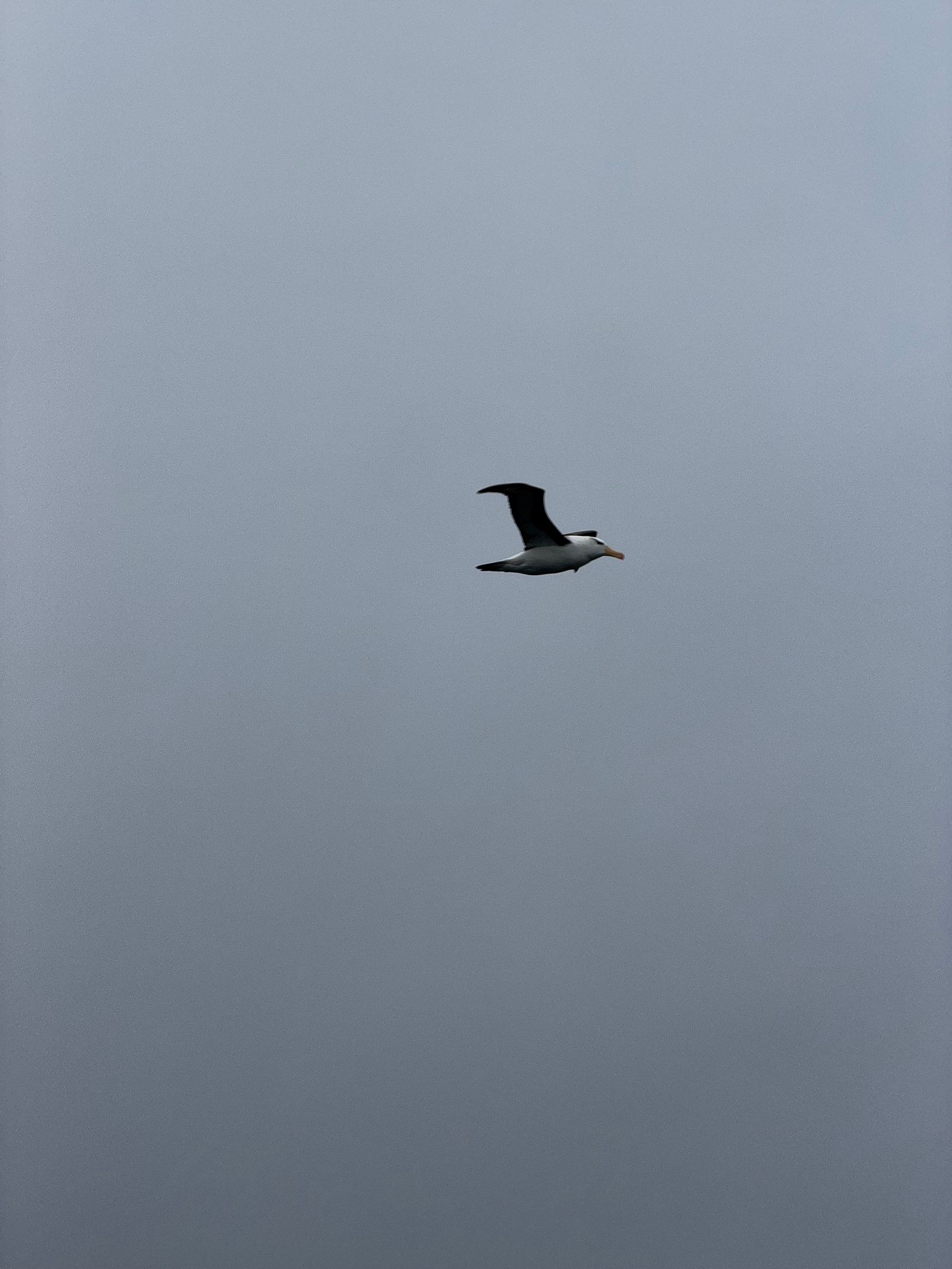 Black-browed albatross gliding through a flat grey sky