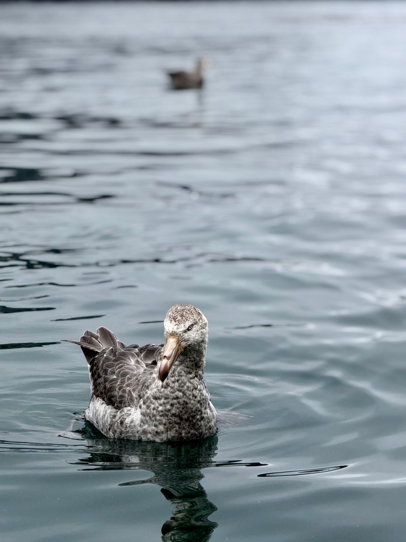 Giant petrel floating on dark rippled water