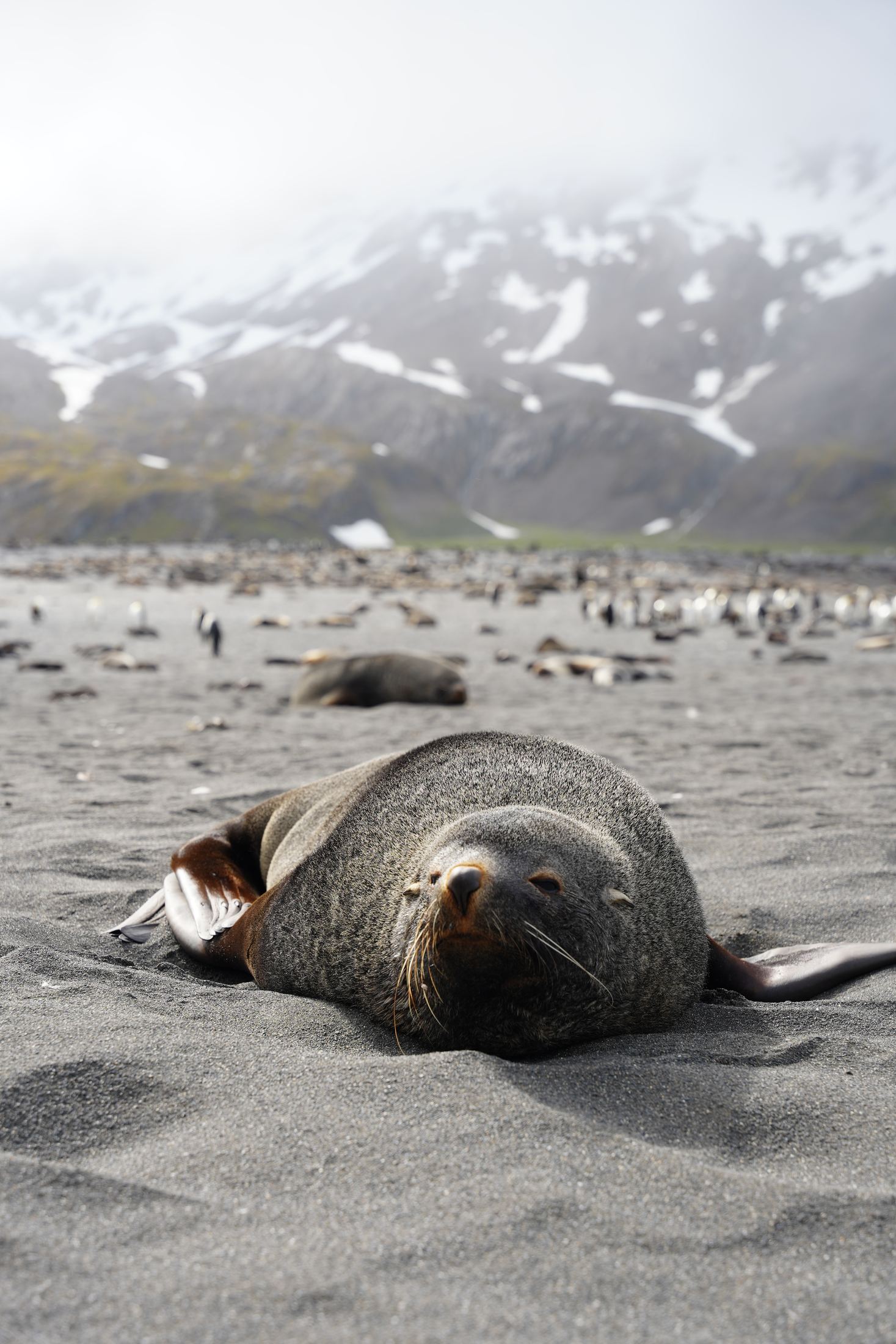Fur seal asleep on grey sand, a king penguin colony and misty mountains behind
