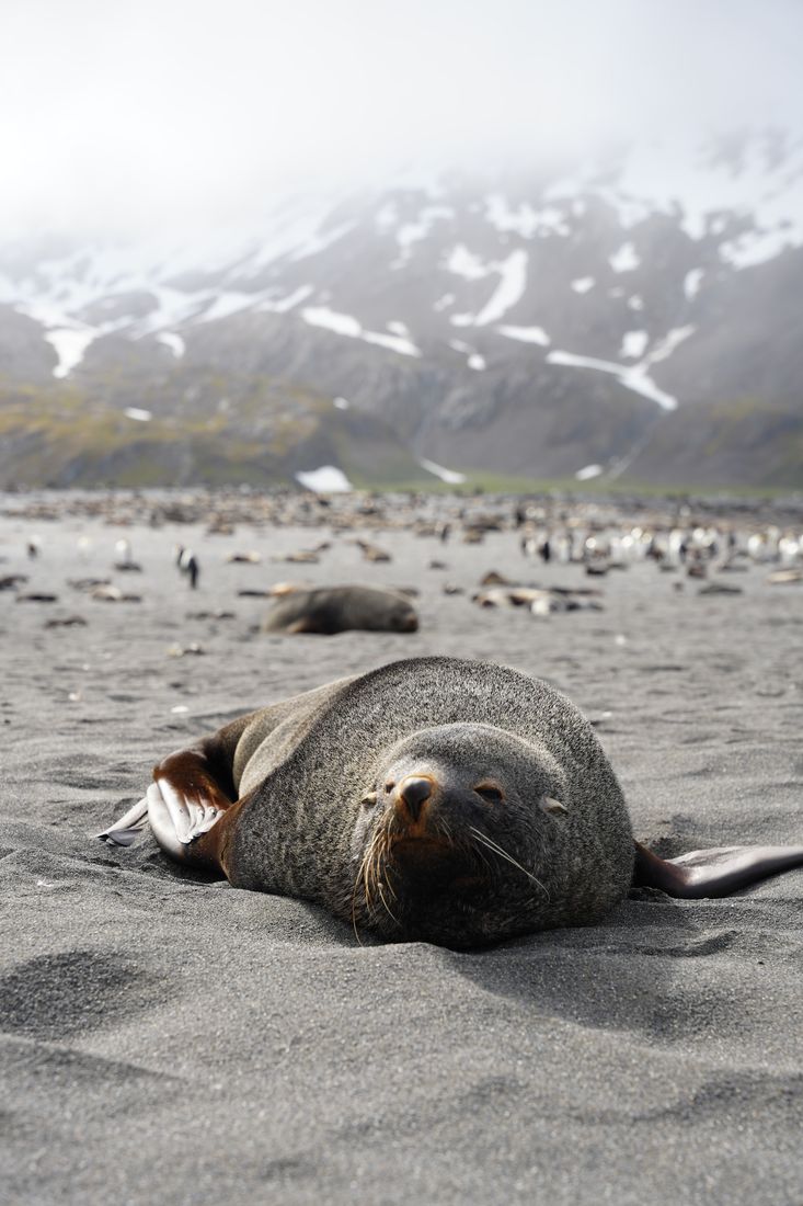 Fur seal asleep on grey sand, a king penguin colony and misty mountains behind
