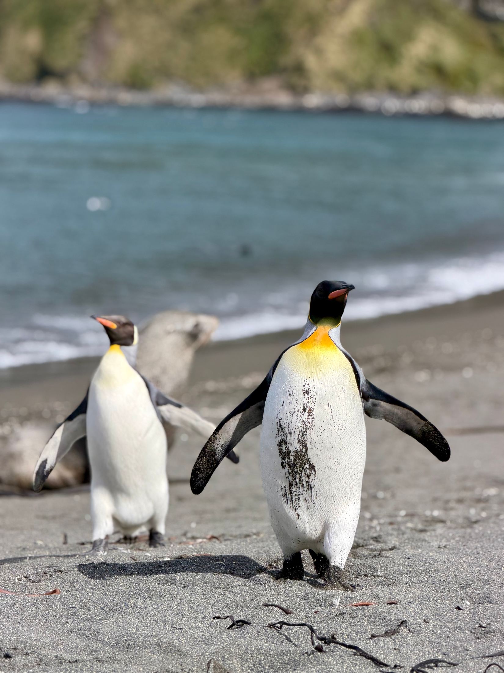 Two king penguins facing each other on a beach, flippers out