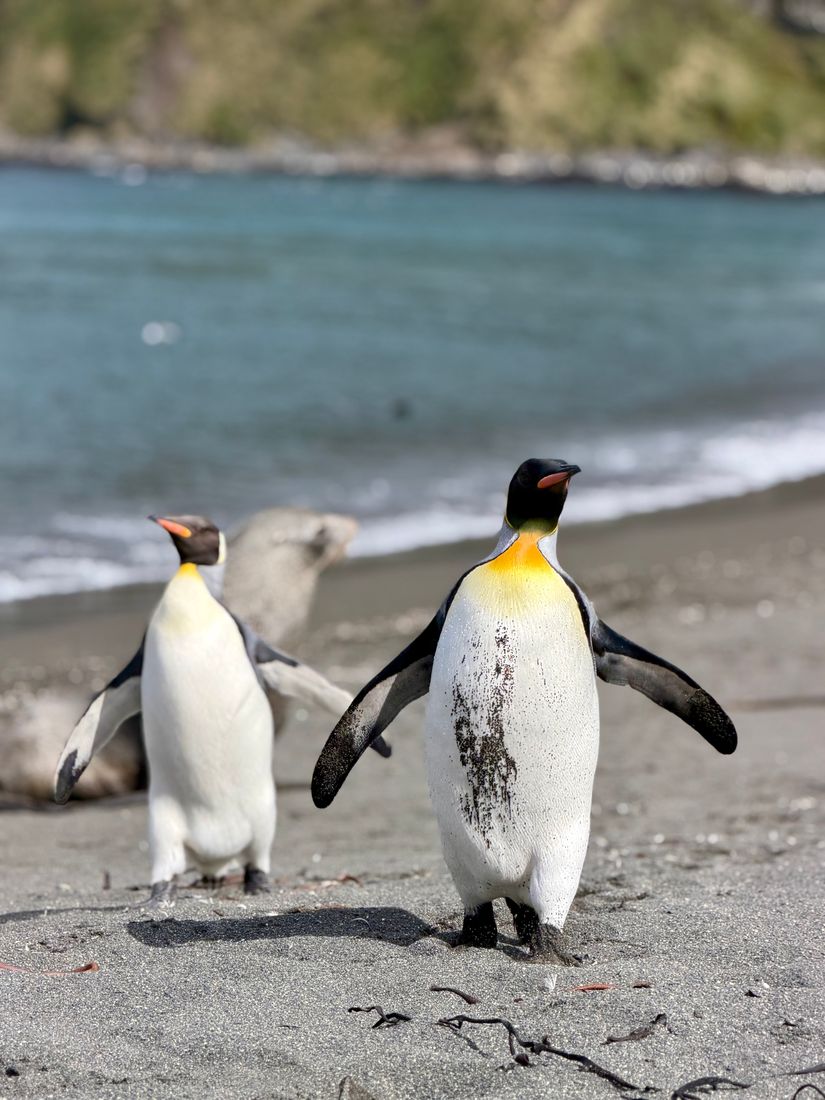 Two king penguins facing each other on a beach, flippers out