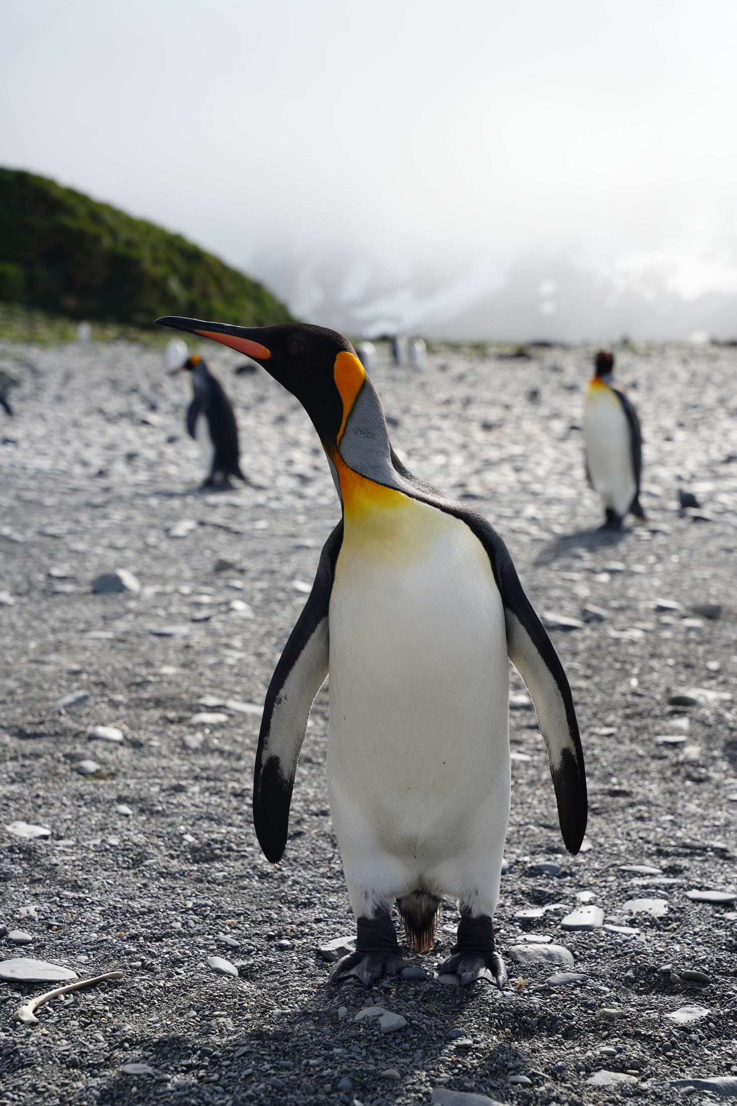King penguin standing tall on a pebble beach, more penguins behind