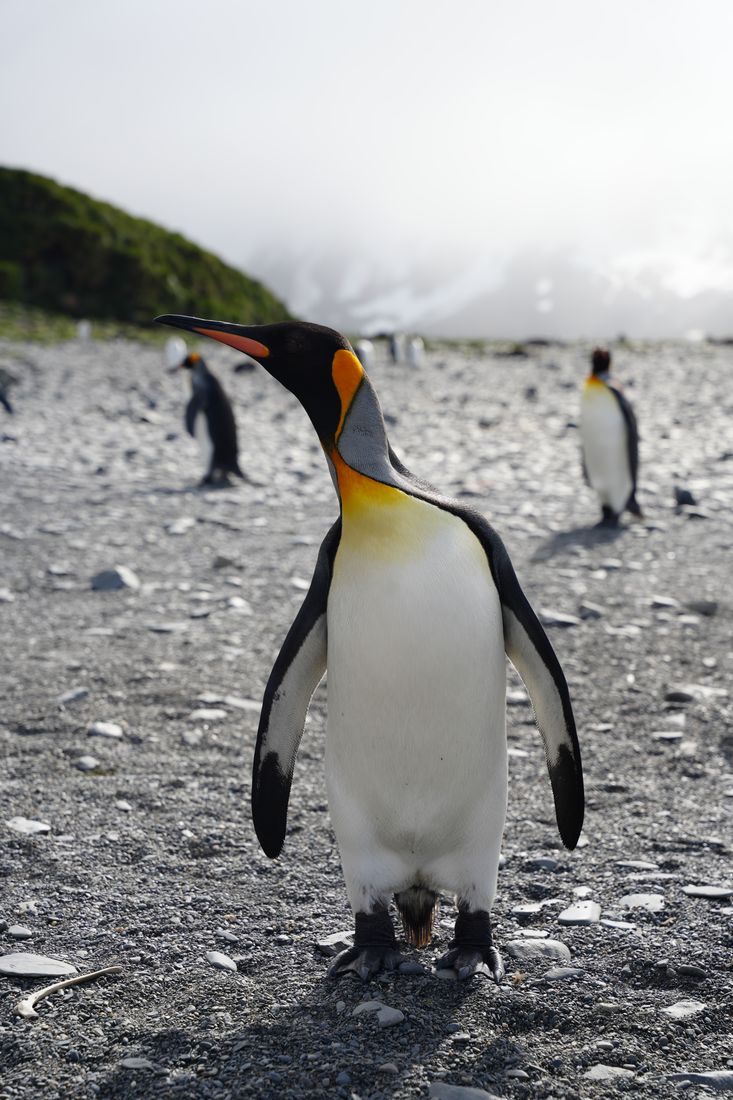 King penguin standing tall on a pebble beach, more penguins behind