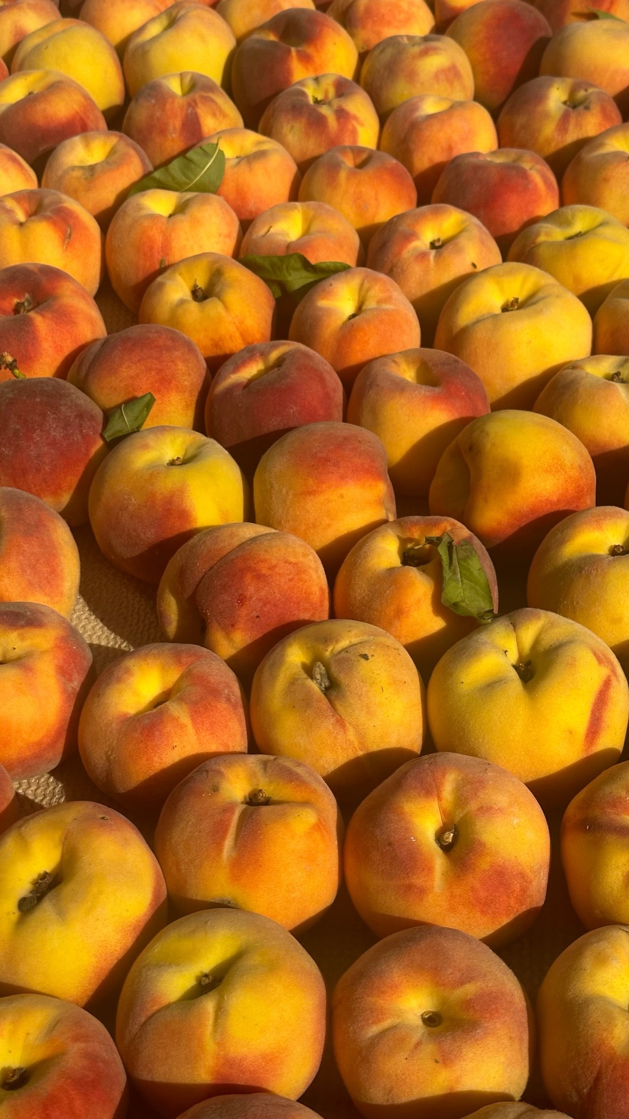 A crate of ripe peaches heaped edge to edge at a market in south-west Turkey